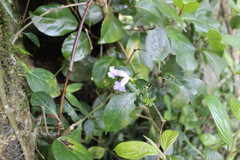 Strobilanthes foliosa